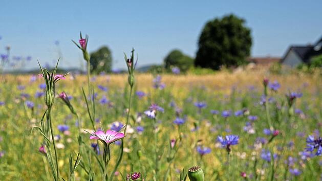 Heuschnupfen: Das hilft Allergikern durch die Pollenzeit