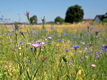 Heuschnupfen: Das hilft Allergikern durch die Pollenzeit