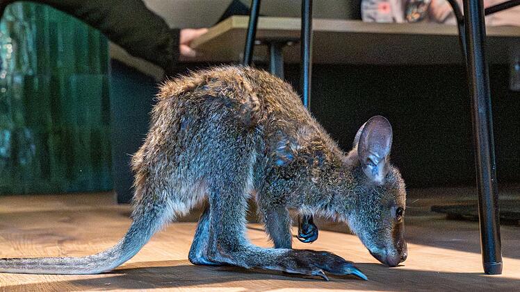 Tierpark-Chefin zieht K&auml;nguru-Baby im Pulli auf