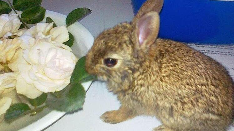 Kaninchenpflegling im Büro. Foto: Elke Spillman-Preuß