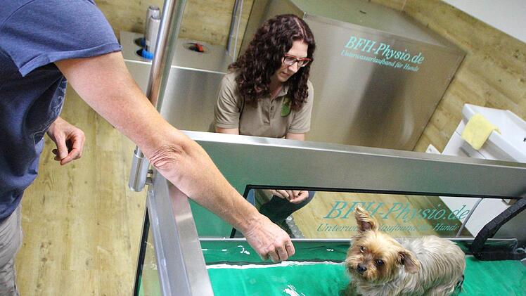 Yorkshire Terrier Ben muss auf dem Unterwasserlaufband gehen, damit seine Knie wieder belastbar werden. Sibylle Gäck behält den Terrier im Blick. Fotos: Franziska Rieger