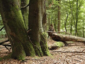 Um das Schutzgebiet "Hohe Buchener Wald" bei Ebrach hat ein Tauziehen zwischen Bamberg und München eingesetzt. Staatssekretär Eck will die Verordnung über 775 Hektar Wald wieder aufheben. Die ältesten Bäume stammen wie jene Drillingsbuche noch aus Beständen des alten Klosterforstes und sind annähernd 300 Jahre alt.  Foto: p.