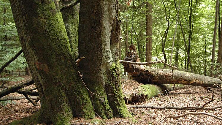 Um das Schutzgebiet "Hohe Buchener Wald" bei Ebrach hat ein Tauziehen zwischen Bamberg und München eingesetzt. Staatssekretär Eck will die Verordnung über 775 Hektar Wald wieder aufheben. Die ältesten Bäume stammen wie jene Drillingsbuche noch aus Beständen des alten Klosterforstes und sind annähernd 300 Jahre alt.  Foto: p.