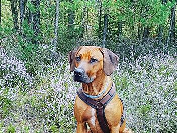 Seit Dienstagvormittag ist Hund "Hatari" vermisst Foto: Feuerwehr Pegnitz