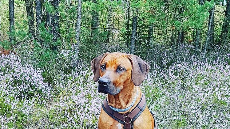 Seit Dienstagvormittag ist Hund "Hatari" vermisst Foto: Feuerwehr Pegnitz