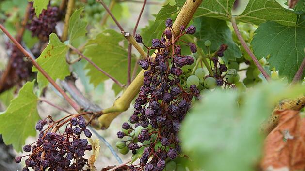 Vertrocknete, verbrannte Trauben finden sich zum Beispiel am Gommersberg.Foto: Arkadius Guzy