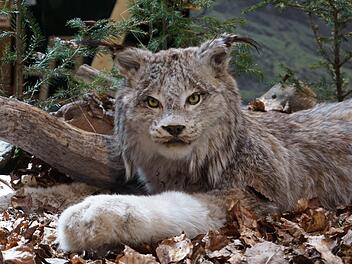Der präparierte Luchs ist das Herzstück der Ausstellung, die bis 21. Mai täglich von 10 bis 17 Uhr im Haus der Langen Rhön in Oberelsbach zu sehen ist. Foto: Marion Eckert