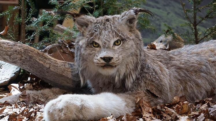 Der präparierte Luchs ist das Herzstück der Ausstellung, die bis 21. Mai täglich von 10 bis 17 Uhr im Haus der Langen Rhön in Oberelsbach zu sehen ist. Foto: Marion Eckert