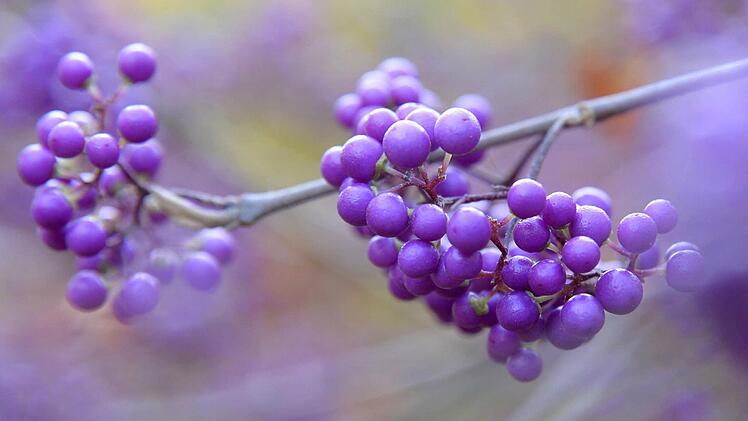 Foto: Andrea Warnecke