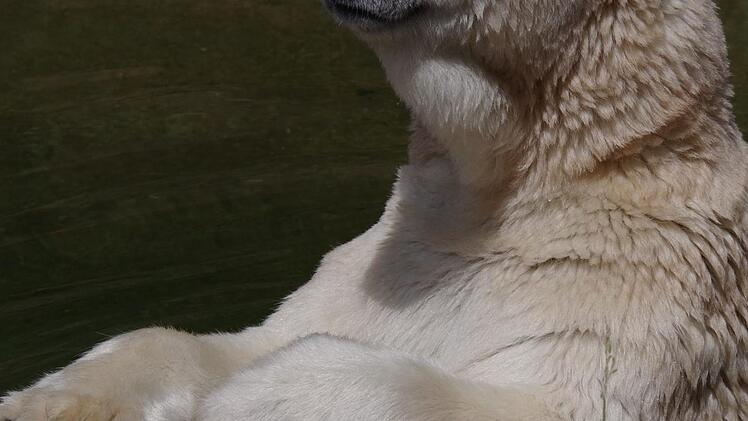 Eisbär Nanuq nimmt in seinem Gehege im Nürnberger Tiergarten gern ein Sonnenbad.Foto: Helmut Mägdefrau