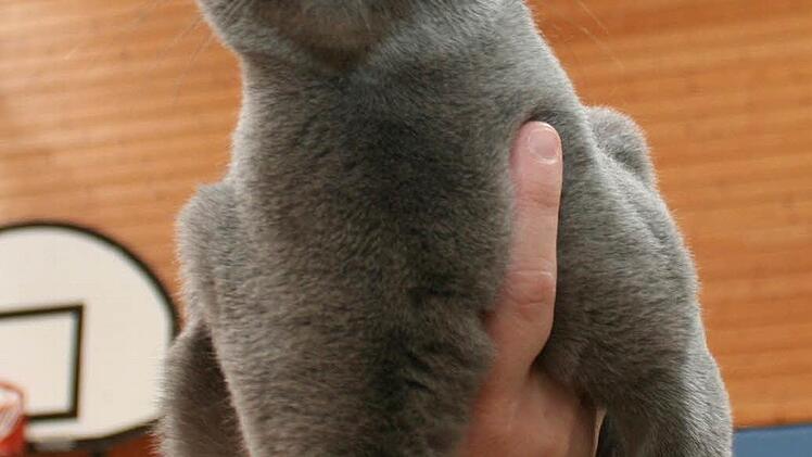 Voller Stolz präsentierten die Züchter ihre Katzen. Foto: Evi Seeger
