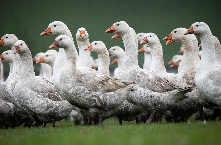 Vogelgrippe und Ukraine-Krieg: Weihnachtsgänse sind knapp