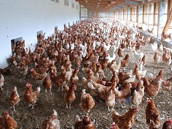 Blick in den bestehenden Stall der Firma Kolb Foto: Jessica Rohrbach