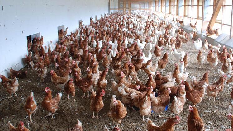 Blick in den bestehenden Stall der Firma Kolb Foto: Jessica Rohrbach