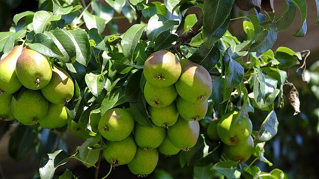 Birnenbaum