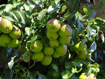 Birnenbaum