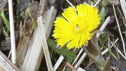 Der Huflattich soll laut griechischer Mythologie aus den blutigen Hufen der Zentauren entsprungen sein.