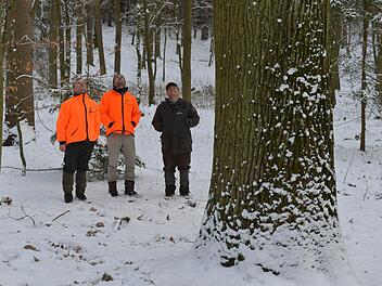 Berthold Schultheiß, Alexander Schnell und Stephan Keilholz (v.l.) bewundern eine Starkeiche im Michelsberger Wald. Möglicherweise hat sie über 250 Jahre auf der Borke. Foto: Ronald Rinklef