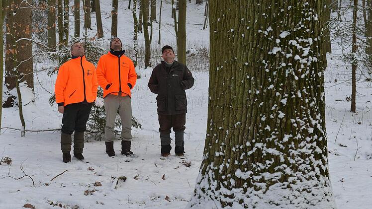 Berthold Schultheiß, Alexander Schnell und Stephan Keilholz (v.l.) bewundern eine Starkeiche im Michelsberger Wald. Möglicherweise hat sie über 250 Jahre auf der Borke. Foto: Ronald Rinklef