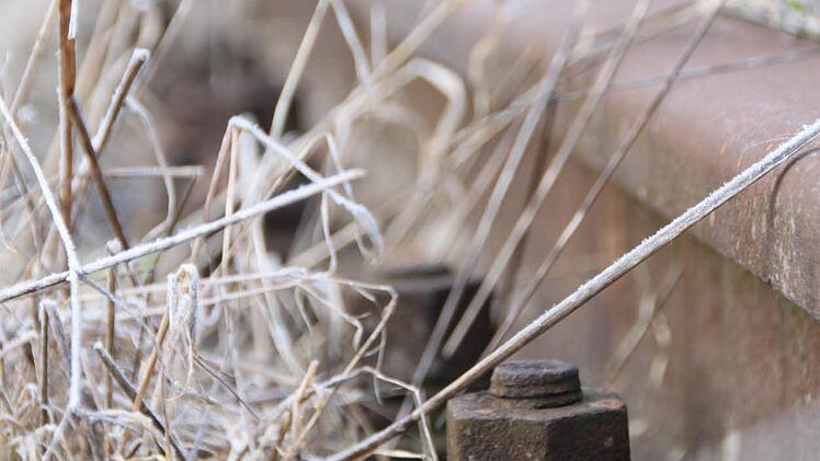 Bahntrassen sind Biotope. Besonders Reptilien fühlen sich hier wohl. Zur Zeit überwintern sie allerdings. Foto: Ulrike Müller