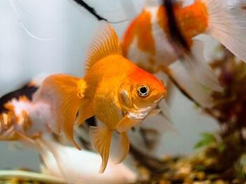 Ein 33-J&auml;hriger hat nach einem Streit den Goldfisch des Sohnes seiner Freundin get&ouml;tet. Jetzt muss er daf&uuml;r ins Gef&auml;ngnis. Symbolbild: pixabay.de