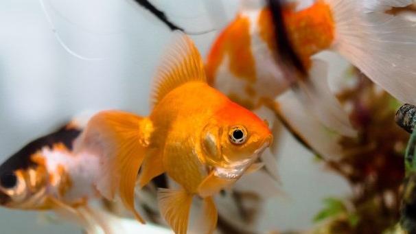 Ein 33-J&auml;hriger hat nach einem Streit den Goldfisch des Sohnes seiner Freundin get&ouml;tet. Jetzt muss er daf&uuml;r ins Gef&auml;ngnis. Symbolbild: pixabay.de