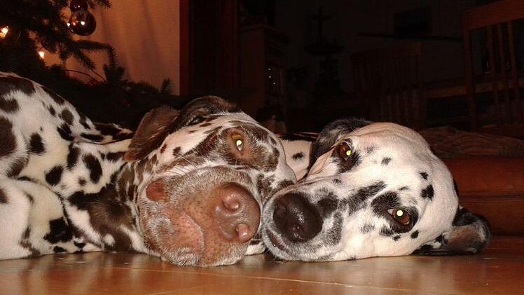 Foto: Cornelia Donner