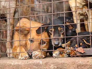 Missbrauchte Hunde in Uganda