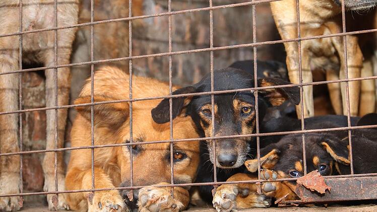 Missbrauchte Hunde in Uganda