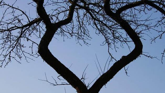 Besonders bei Neupflanzungen ist ein Schutz vor Hasen erforderlich. Foto: Uwe Steinert