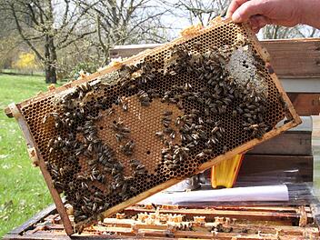 Ein Blick ins Bienenvolk: Auf der Wabe erkennt man in der Mitte eine Fläche mit geschlossenen Zellen, den Brutbereich. Die helle Stelle rechts ist sozusagen die Vorratskammer. Hinter der dünnen Wachsschicht befindet sich Honig. Foto: Ramona Popp