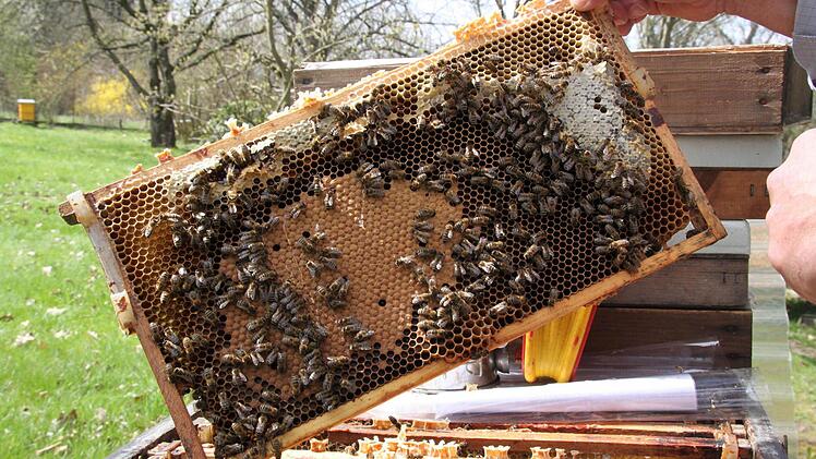Ein Blick ins Bienenvolk: Auf der Wabe erkennt man in der Mitte eine Fläche mit geschlossenen Zellen, den Brutbereich. Die helle Stelle rechts ist sozusagen die Vorratskammer. Hinter der dünnen Wachsschicht befindet sich Honig. Foto: Ramona Popp