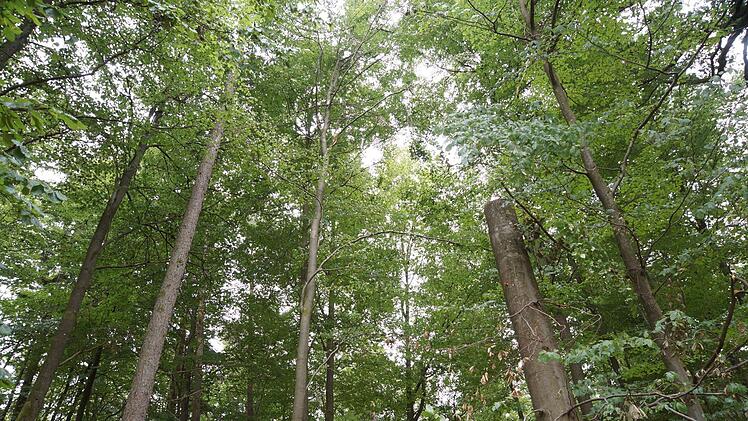 Der Baum rechts ist absichtlich in etwa sechs Meter Höhe gekappt worden, um einen Hochstumpf zu schaffen. Foto: Arkadius Guzy