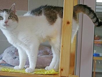 Isa ist sehr zutraulich und aufgeschlossen und dürfte sich trotz ihres Alters schnell an ein neues Zuhause gewöhnen. Foto: Tierschutzverein Kronach