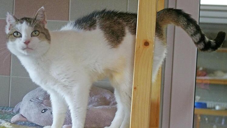 Isa ist sehr zutraulich und aufgeschlossen und dürfte sich trotz ihres Alters schnell an ein neues Zuhause gewöhnen. Foto: Tierschutzverein Kronach