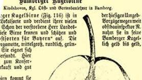 Ausriss aus den "Bayerischen Monatsblättern für Obst- und Gemüsebau" von 1903, in dem die Bamberger Kugelbirne beschrieben ist.