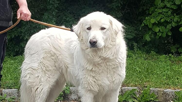 Tierheim Bayreuth: Hund an Raststätte auf A9 gefunden - Herdenschutzhund an Autobahn aufgetaucht