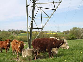 Sie werden die Stromtrasse vermissen: Am Fundament kann man sich so schön kratzen. Foto: Stephan Tiroch