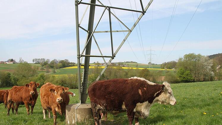Sie werden die Stromtrasse vermissen: Am Fundament kann man sich so schön kratzen. Foto: Stephan Tiroch