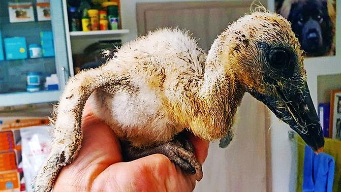 Der Jungstorch, der aus dem Nest gefallen ist.