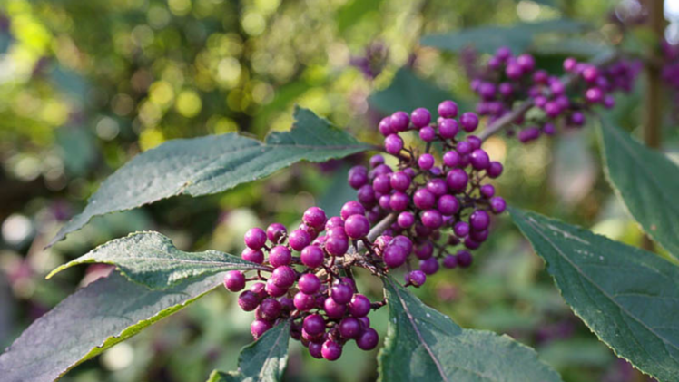Im Herbst kann man getrost nochmal zum Rückschnitt ansetzen, jedoch sollte dies vor dem ersten Frost geschehen. Foto: Native Plants