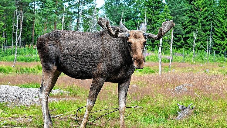 KINA - Riesige Elche