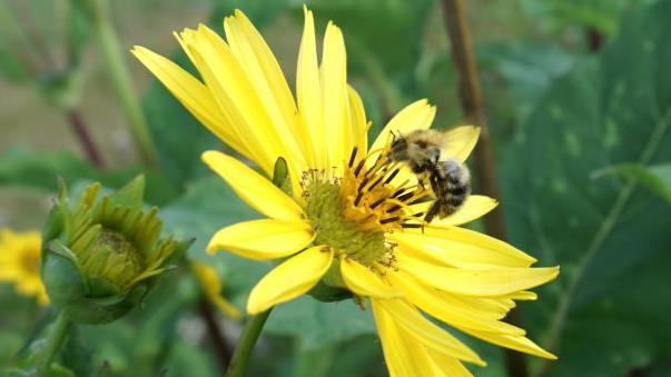 Die Pflanze bietet Bienen auch später im Jahr noch Nahrung.   Foto: Richard Sänger