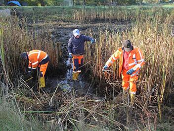 Klaus Pfändner, Stefan Schieber und Heinz Popp vom Bauhof in Untersteinach reißen das Schilf samt Wurzel aus und hoffen, dass die Prozedur jetzt nicht jedes Jahr nötig ist. Foto: Sonja Adam