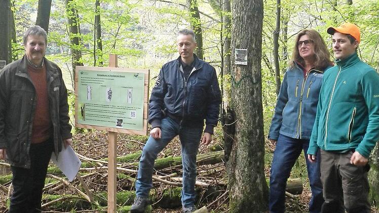 Zum Start des Kooperationsprogramms "100 000 Biotopbäume" trafen sich (von links) der Leiter des Staatsforstbetriebs, Ulrich Mergner, Thomas Köhler vom Verband "Artenschutz in Franken", Revierleiterin Regina Berthold und Marian Erhard, der ein freiwilliges ökologisches Jahr absolviert, an einem von zehn Biotopbaum-Info-Hotspots im Wald.