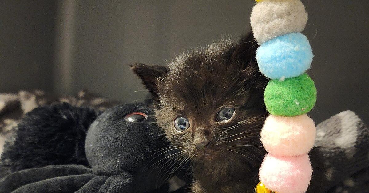 Oberndorf Animal Shelter: Two Construction Workers Become Lifesavers