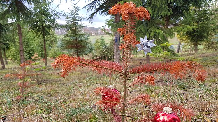 Aus der Traum vom Christbaum. Wie dieses Pflänzchen bei Unterpreppach sind viele Setzlinge in den Christbaumkulturen im heißen Sommer 2018 kümmerlich verdorrt.