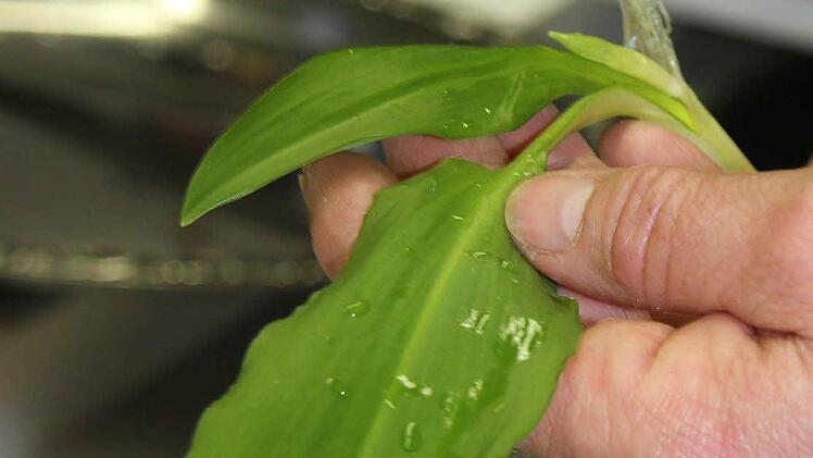 Die Bärlauchsaison hat bereits begonnen: Aus Bärlauch lassen sich tolle Kreationen zaubern, aber Achtung: Bärlauch hat auch einige hochgiftige Doppelgänger