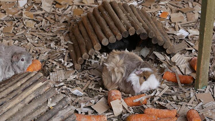 Angora-Meerschweinchen, die besonders putzigen und strubbeligen, haben es Neustadts Stadtpfarrer Michael Meyer zu Hörste angetan. Allerdings sind die nicht zum Knuddeln, vielmehr züchtet der Neustadter  "Hirte" die scheuen Tierchen. Foto: Manja von Nida