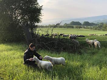 Die Polizisten betreuten bei Breunsberg die ausgebüchsten Lämmer bis der Schäfer kam und seine Tiere zurück ins Gehege begleitete. Foto: Polizei  Aschaffenburg